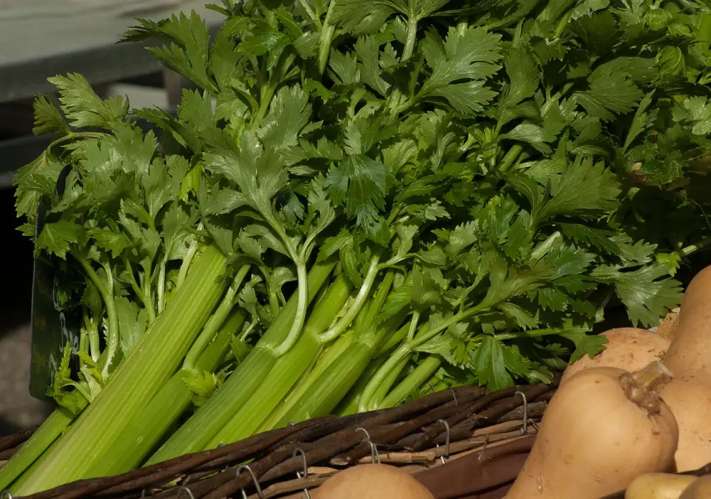 Celery Benefits